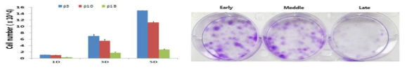 Wharton jelly 유래 성체줄기세포의 증식률/ Self-renewal capacity 비교 (논문 준비 중)