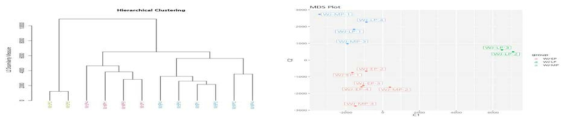 샘플들의 발현 profile의 유사도를 확인하는 hierarchical clustering plot과 MDS plot. 발현profile에 따라 Early passage (붉은색), middle passage (푸른색), late passage (초록색)가 서로 다르게 clustering 됨을 보여줌. (논문 준비 중)