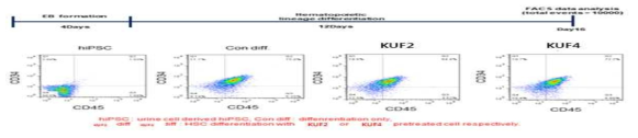유도만능줄기세포의 조혈 줄기세포 분화 (논문 준비 중)
