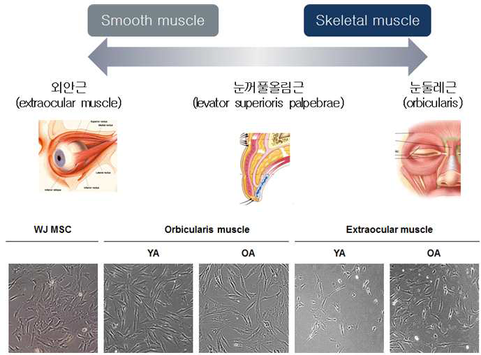 눈 부속 기관유래 줄기세포 배양 (논문 준비 중)