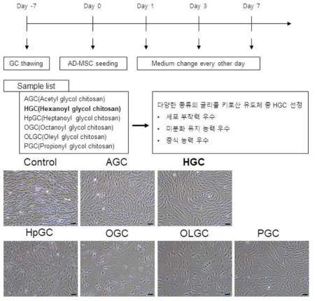 글리콜 키토산 유도체의 종류 및 처리 후 세포의 형태 변화 관찰