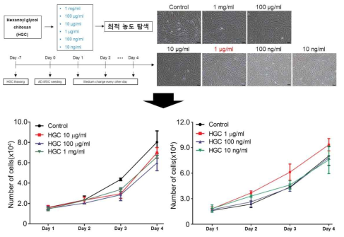 다양한 농도의 HGC 처리 후 세포의 형태 및 성장 분석