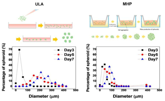 스페로이드 형성 크기 및 배양 기간에 따른 스페로이드 크기 변화. ULA: 상용화된 코닝사 제품 실험결과, MHP: HA 미립구를 이용한 실험결과