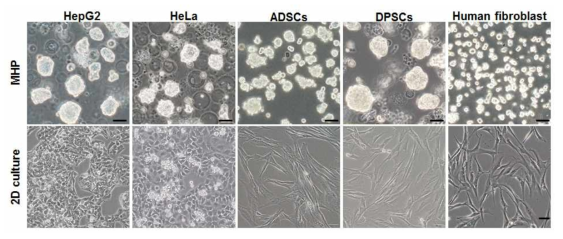 HA 미립구로 배양된 스페로이드 (HepG2, HeLa, ADSC, PDSC, fibroblast)