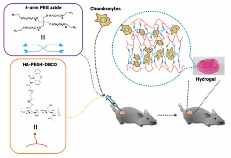 무동클릭화학을 이용한 생체 모방형 HA 하이드로젤 합성 및 세포 이식을 위한 전반적인 모식도