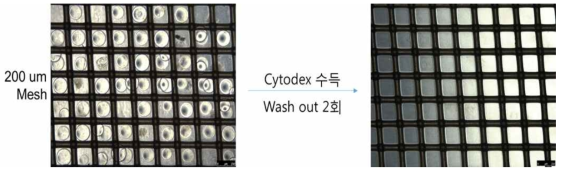 Cytodex를 이용한 스페로이드 개수 측정 결과 94% 이상의 정확도