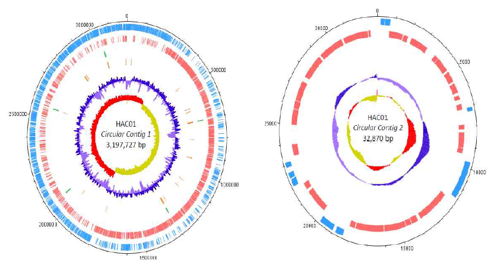 Lb. plantarum HAC01 chromosome and plasmid circular map