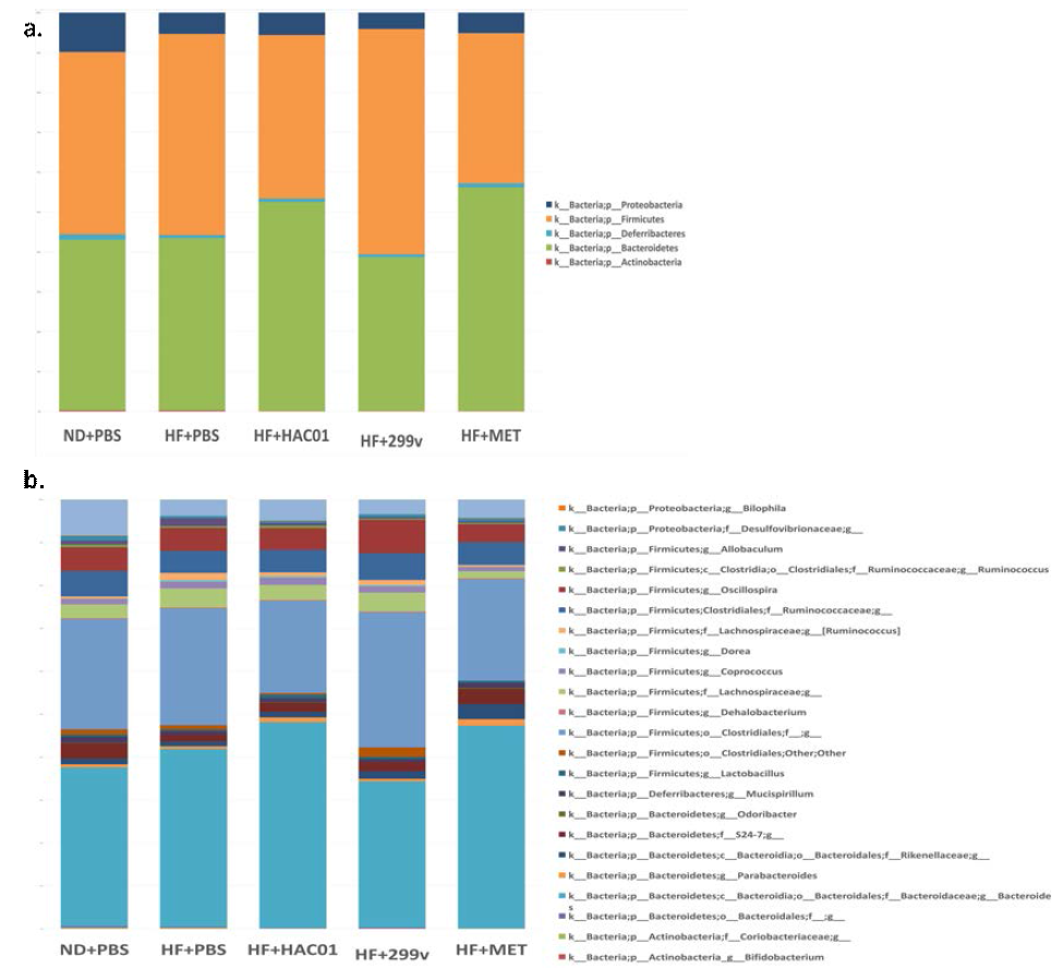 고지방 식이 유도 비만 마우스 모델 맹장 장균총 분석 결과. ND+PBS: 일반식이 대조군, HF+PBS: 고지방식이 대조군, HF+HAC01: Lactobacillus plantarum HAC01, HF+299v: Lb. plantarum 299v, HF+MET: 약물대조군 Metformin