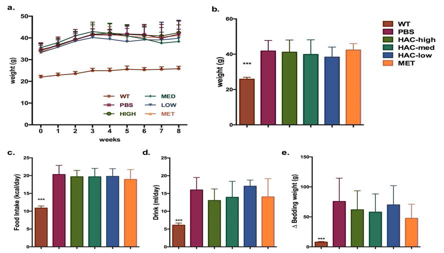 db/db 마우스 모델 무게 최종 무게 결과 및 식이, 음수량, 분변량 측정 결과. WT: wild-type 정상 대조군, PBS: db/db 음성 대조군, HAC-high: Lb. plantarum HAC01 고농도 투여 군주 (1x1010), HAC-med: Lb. plantarum HAC01 고농도 투여 군주 (1x109), HAC-low: Lb. plantarum HAC01 고농도 투여 군주 (1x108), MET: metformin 300mg/kg 약물 대조군, (a) 주간별 마우스 무게 변화, (b) 마우스 최종 무게 (c) 식이량 (d) 음수량 (e) 분변량, One-way-ANOVA 분석 결과 (*p<0.05, **p<0.01, ***p<0.001)