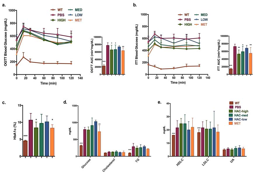 db/db 마우스 혈액분석 결과. WT: wild-type 정상 대조군, PBS: db/db 음성 대조군, HAC-high: Lb. plantarum HAC01 고농도 투여 군주 (1x1010), HAC-med: Lb. plantarum HAC01 고농도 투여 군주 (1x109), HAC-low: Lb. plantarum HAC01 고농도 투여 군주 (1x108), MET: metformin 300mg/kg 약물 대조군, (a) OGTT: oral glucose tolerance test (b) ITT: insulin tolerance test (c) HbA1c: glycated hemoglobin (d) 혈당, 콜레스테롤 TG 혈액분석 (e) HDLC: high-density lipoprotein cholesterol, LDLC: low-density lipoprotein cholesterol, UA: uric acid. One-way-ANOVA 분석결과 (*p<0.05, **p<0.01, ***p<0.001)
