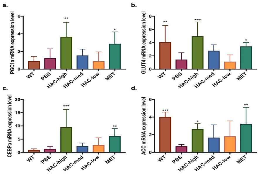 db/db 마우스 근육 생체지표. WT: wild-type 정상 대조군, PBS: db/db 음성 대조군, HAC-high: Lb. plantarum HAC01 고농도 투여 군주 (1x1010), HAC-med: Lb. plantarum HAC01 고농도 투여 군주 (1x109), HAC-low: Lb. plantarum HAC01 고농도 투여 군주 (1x108), MET: metformin 300mg/kg 약물 대조군, (a) PGC1a: peroxisome proliferator-activated receptor gamma coactivator 1-alpha (b) GLUT4: Glucose transporter type 4 (c) CEBPa: CCAAT/enhancer-binding protein alpha (d) ACC: acetyl-CoA carboxylase. One-way-ANOVA 분석결과 (*p<0.05, **p<0.01, ***p<0.001)