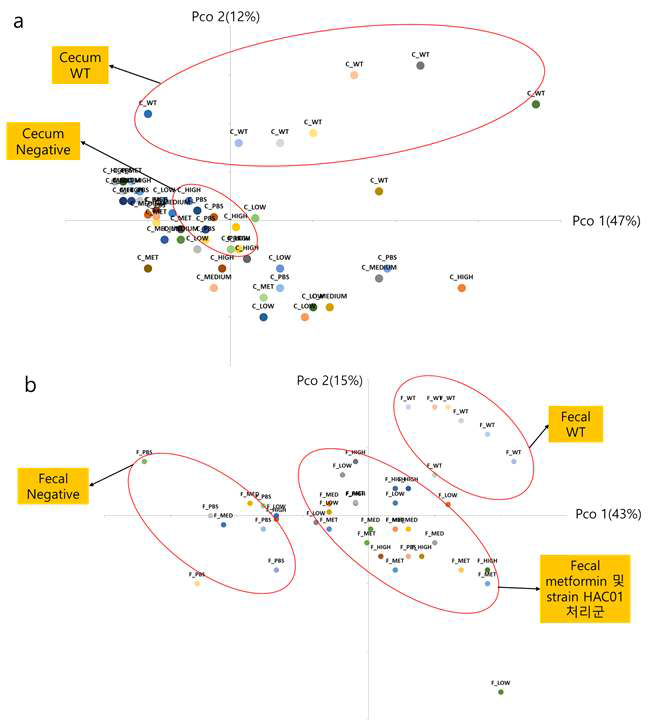 db/db 마우스 모델 균총의 PCoA (Principal Coordinates Analysis결과). WT: wild-type 정상 대조군, PBS: db/db 음성 대조군, HAC-high: Lb. plantarum HAC01 고농도 투여 군주 (1x1010), HAC-med: Lb. plantarum HAC01 고농도 투여 군주 (1x109), HAC-low: Lb. plantarum HAC01 고농도 투여 군주 (1x108), MET: metformin 300mg/kg 약물 대조군, (a) cecum (b) fecal