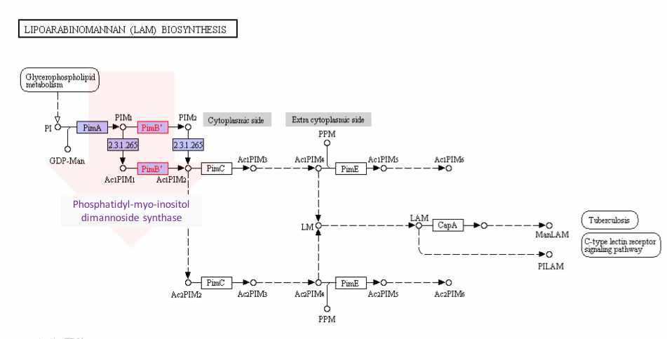 db/db 마우스 동물 맹장 shotgun metagenome을 이용한 Kegg pathway 분석