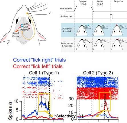 상단 좌측: 감각-운동 연합 테스크에 관여하는 대뇌 피질 및 피질하 영역, 상단 우측: 감각-운동 연합 테스크, 하단: ALM 뉴런들의 선택적 반응 예시 (푸른색: 우측 움직임, 붉은색: 좌측 움직임)