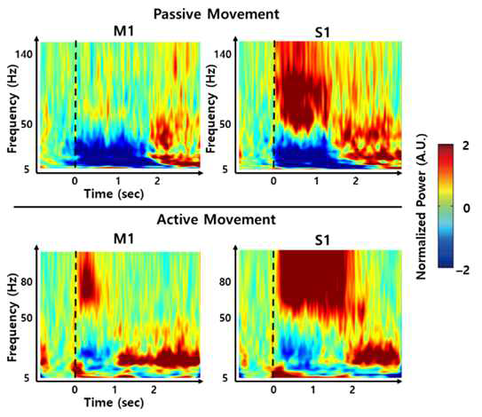 능동적/수동적 움직임 동안의 일차 운동/체성감각피질에서의 고주파 뇌반응 패턴 차이