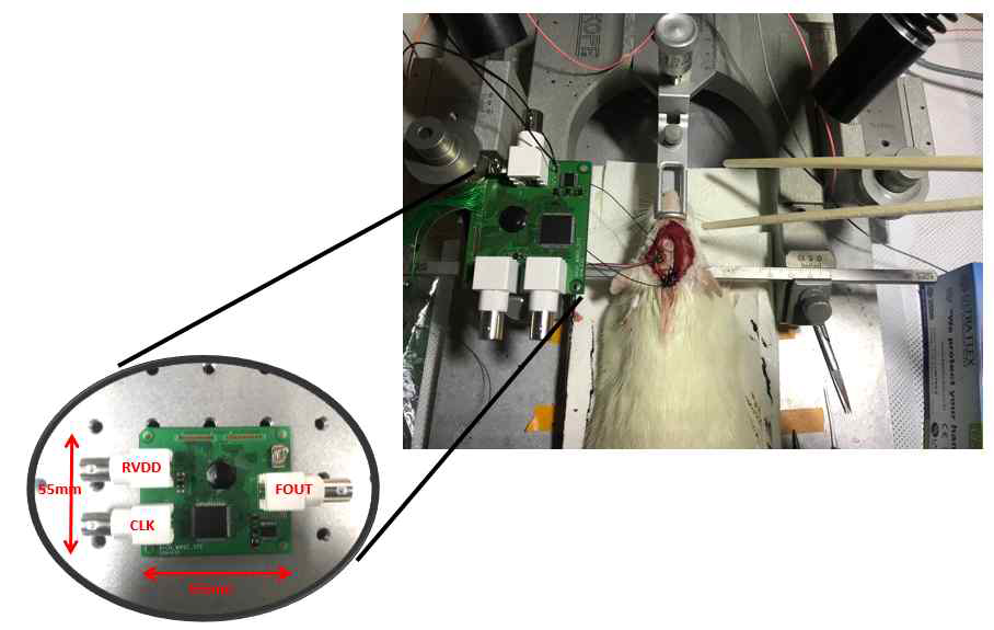 두 번째 제작된 64채널 ECoG 측정용 아날로그 프론트엔드와 이를 쥐에 적용한 모습