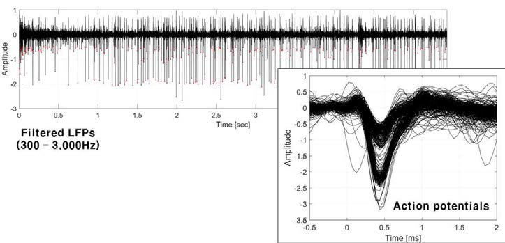 300~3000Hz band-pass filtering된 신호 (Filtered LFPs). 임계치를 넘는 전위를 가진 피크를 마킹(붉은색 점)하여 신경스파이크 신호의 후보군으로 결정함