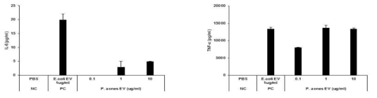P. acnes EV 처리 후, 사이토카인 분비량 측정 결과: IL-6 (좌), TNF-α (우)