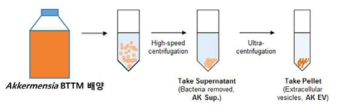 Akkeremensia 나노소포체 분리 방법