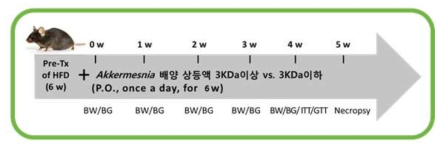 HFD 마우스 모델에서의 항당뇨 활성 검증 실험