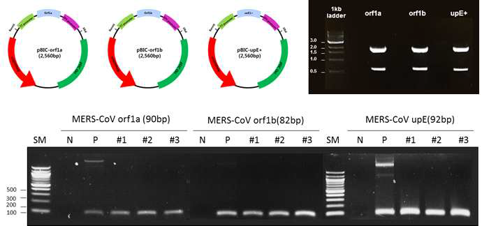 Restriction enzyme으로 확인 된 Linear 합성 유전자(MERS)와 cDNA 합성 후 확인