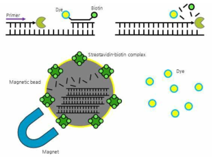 새로운 3‘-Biotin Labeled 프로브 원리 및 개략도