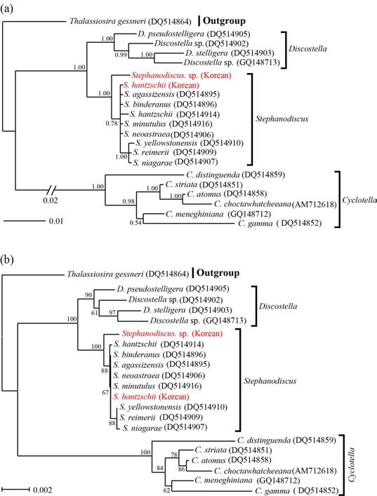 한강 Stephanodiscus hantzschii와 Stephano- discus sp. 18S rDNA (a)와 28S rDNA (b)의 염기서열을 이용하여 추정한 Baysian trees