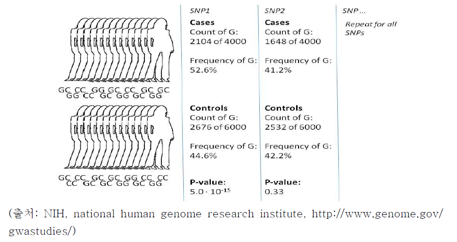 Case-Control GWAS 연구의 예시: 다수의 SNP을 질병군과 대조군을 비교하여 SNP1에서 G allele 가 차이를 보여 질환의 발생에 영향을 미치는 것으로 판단할 수 있음