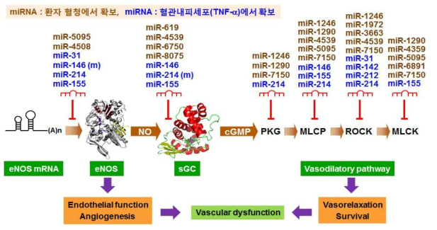 확보된 miRNA에 의한 혈관기능 조절 표적 유전자