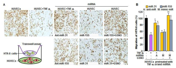 miR-31/155는 eNOS/NO 경로 억제를 통해 영양막세포의 이동을 억제함