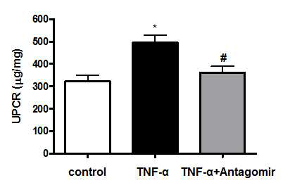 miRNA-214 antagomir의 요단백 조절 효과