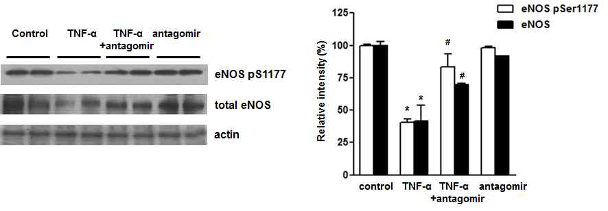 miRNA-214 antagomir의 eNOS 발현과 인산화