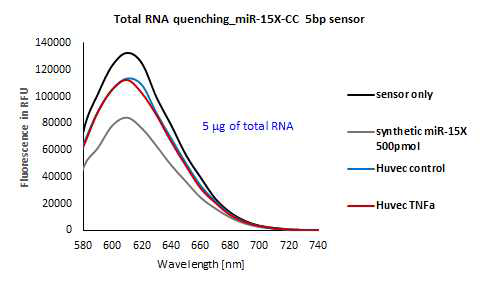Huvec 세포 내 miRNA-155 detection 가능성 확인