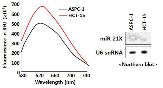 세포 내 miRNA-214 측정 가능성 확인