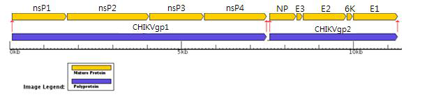 Strain TSI-GSD-218의 유전자 정보