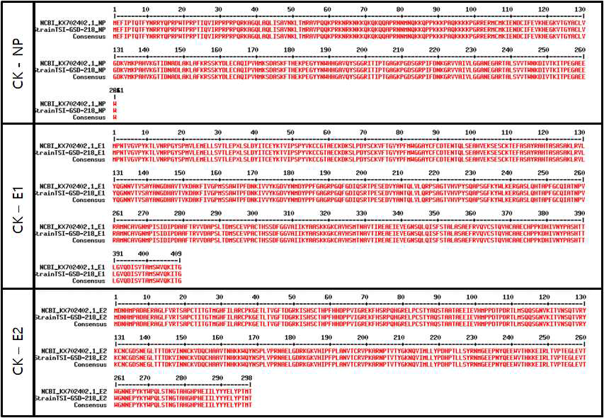 Strain TSI-GSD-218의 E1, E2, NP 지역의 DNA 정보와 NCBI 정보와의 비교 - (상) CK-NP (중) CK-E1 (하) CK-E2 지역의 단백질 서열은 NCBI에서 검색되는 chikungunya virus 서열 (KX702402.1) 과 대조시 서로 100% 일치한다
