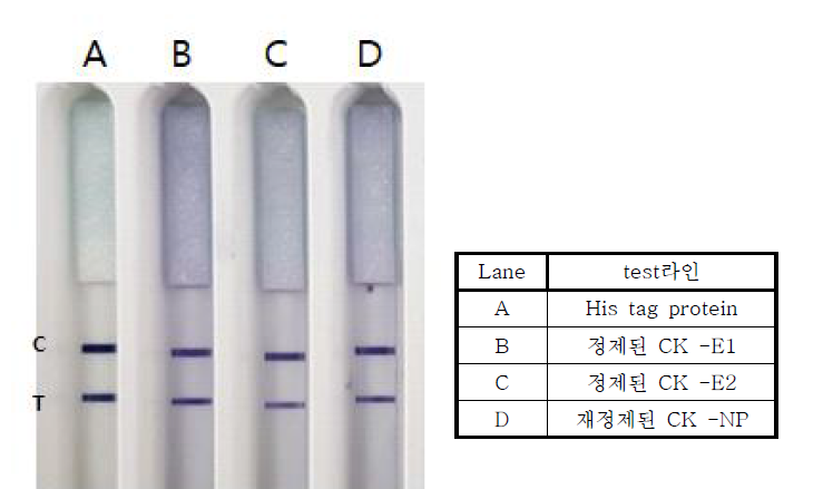 정제된 CK-E1, Ck-E2, CK-NP 재조합 단백질의 발현 분석 control 라인은 His tag이 연결된 Nus 단백질이, test 라인은 표에 명시된 각각의 단백질이 분주되었다