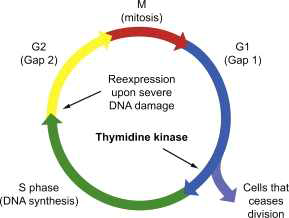 Tymidine kinase 1 모식도