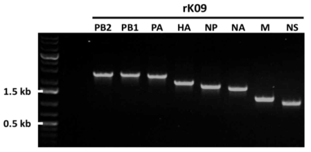 H1N1 아형 바이러스의 backbone으로 사용될 rK09 바이러스의 8개 유전자에 대한 PCR 결과