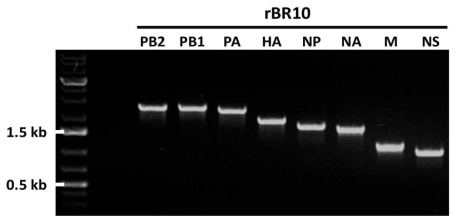 H3N2 아형 바이러스의 backbone으로 사용될 rBR10 바이러스의 8개 유전자에 대한 PCR 결과