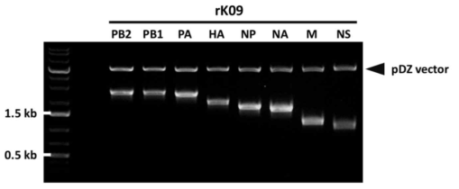 제한효소 처리를 통한 rK09의 각 유전자에 대한 클로닝 여부 확인 결과