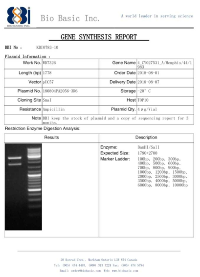 pUC57 벡터에 ID-1 유전자를 도입한 플라스미드 합성