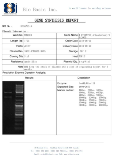 pUC57 벡터에 ID-3 유전자를 도입한 플라스미드 합성