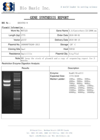 pUC57 벡터에 ID-4 유전자를 도입한 플라스미드 합성