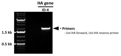 PCR을 통한 ID-4 HA 유전자의 확보 확인