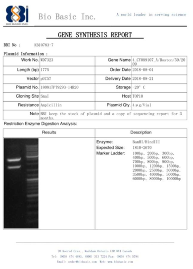 pUC57 벡터에 ID-5 유전자를 도입한 플라스미드 합성