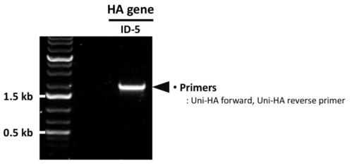 PCR을 통한 ID-5 HA 유전자의 확보 확인
