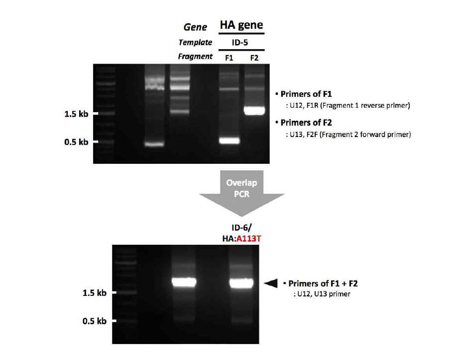 ID-6 유전자 제작을 위한 1st mutagenesis 결과