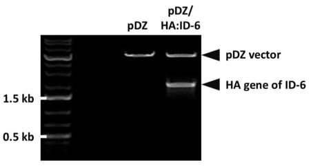 제한효소 처리를 통한 ID-6 HA 유전자의 cloning 여부 확인