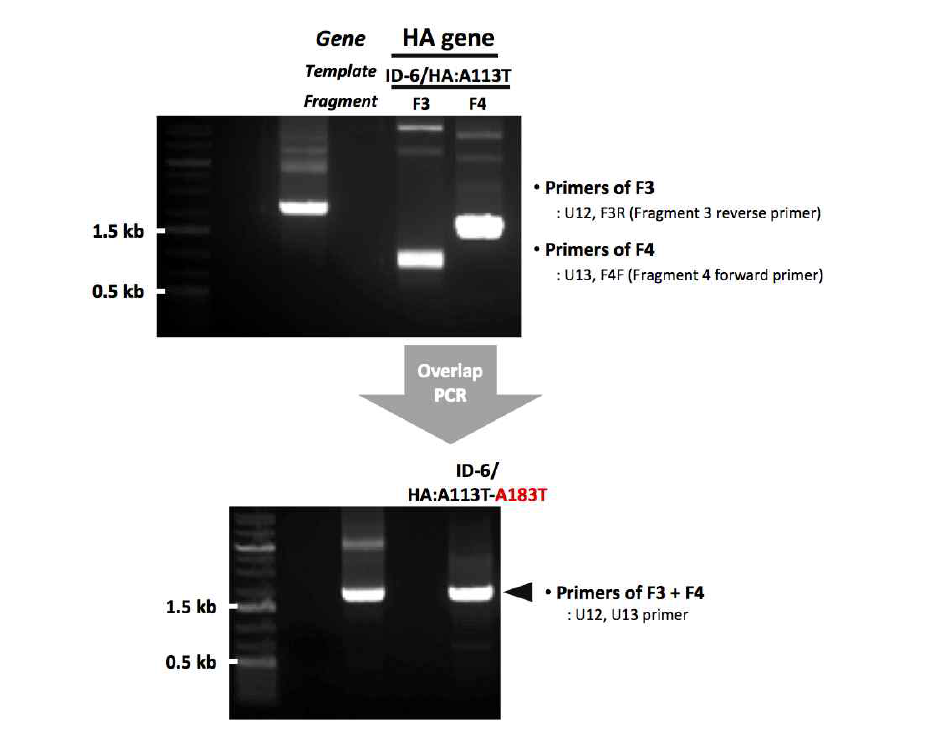 ID-6 유전자 제작을 위한 2nd mutagenesis 결과